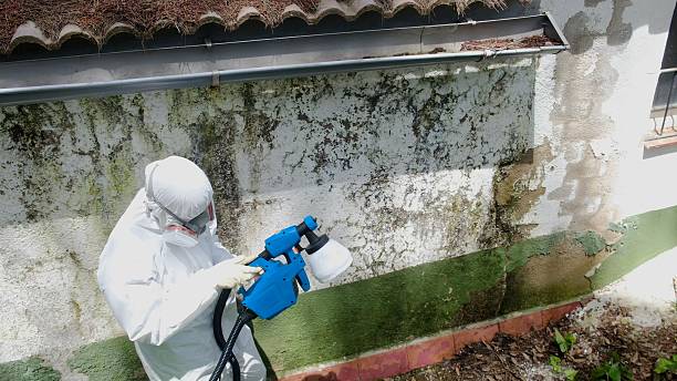 Trusted Mold Remediation service in West Milton, PA - Cheap Mold Removal